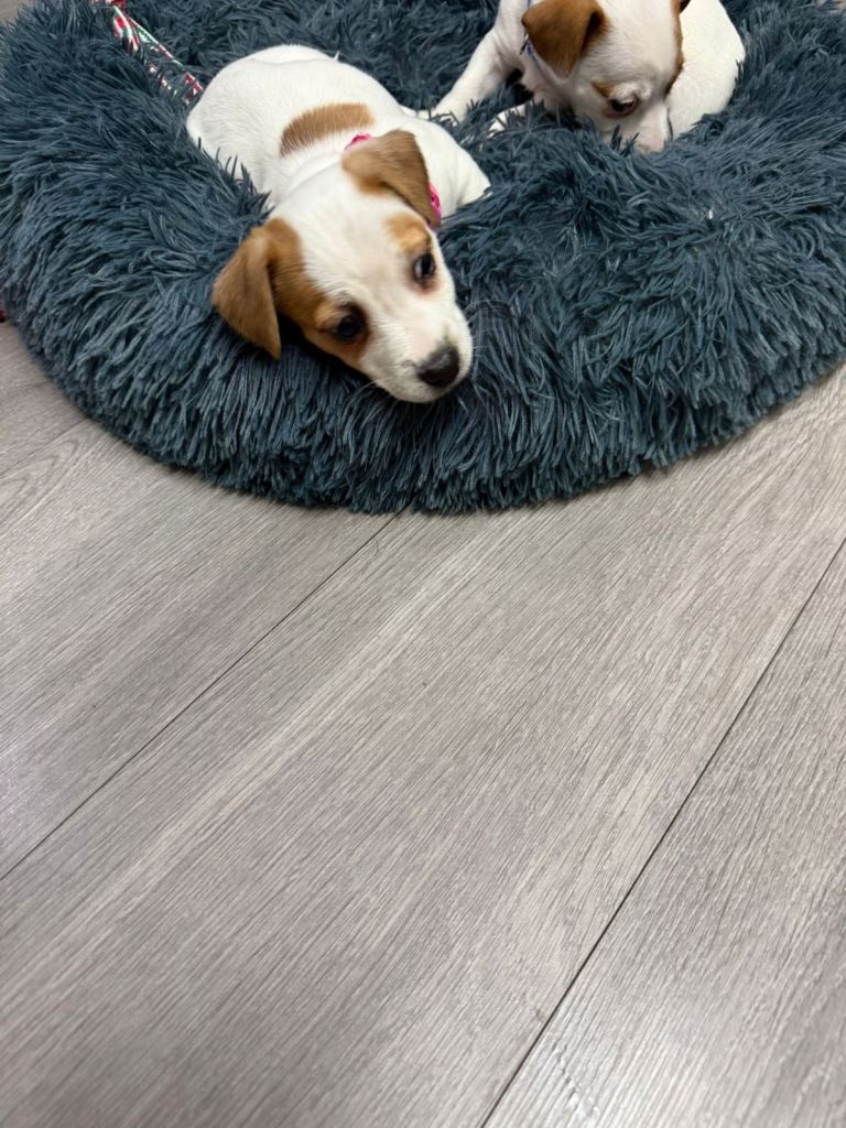 8 Week Old Jack Russel Puppies 