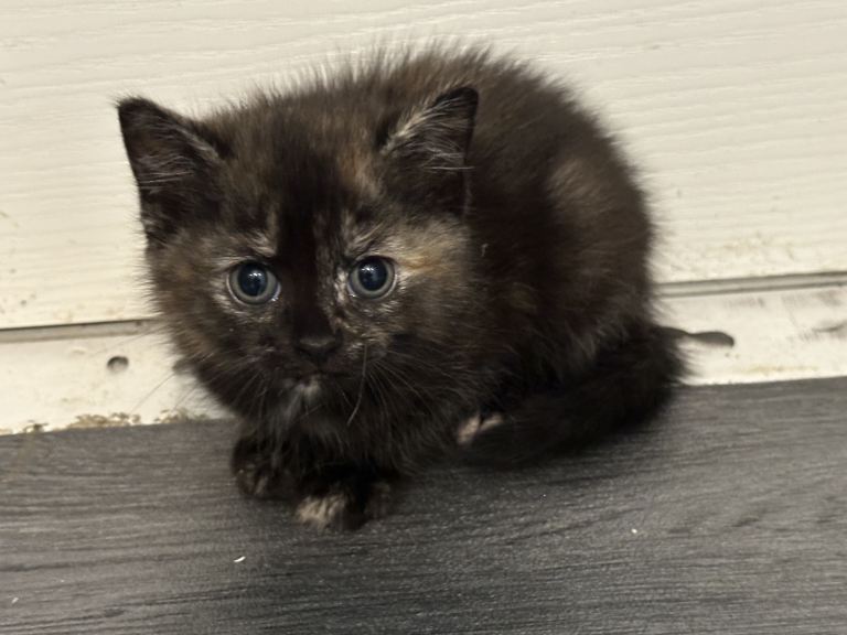 Playful British Shorthair & Longhair Mix Kittens
