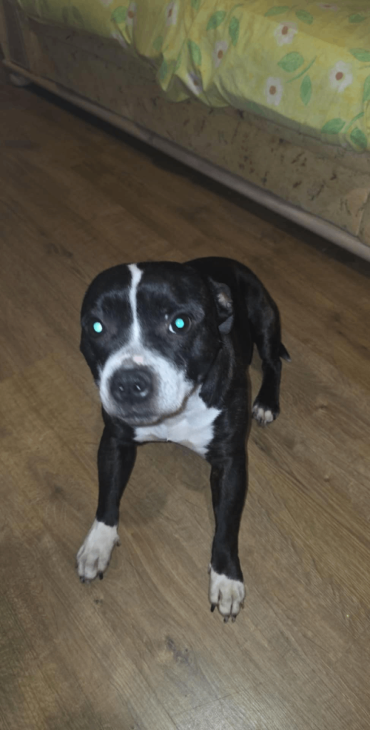 Kc reg full bread staff 