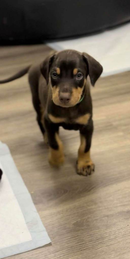 Doberman puppies 🐶 