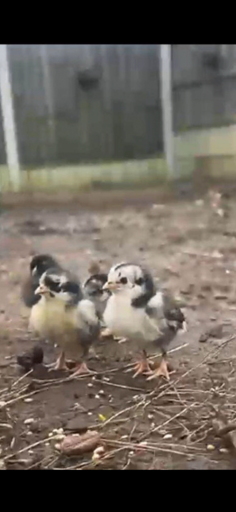 Young chickens