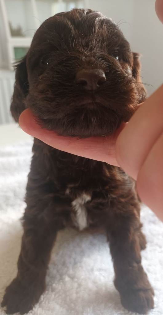 STUNNING LITTER OF SPRINGAPOO PUPPIES FOR SALE 