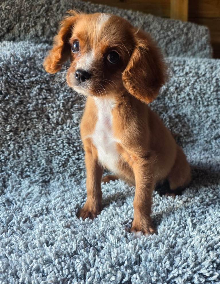 Beautiful cavapoo puppies last boy