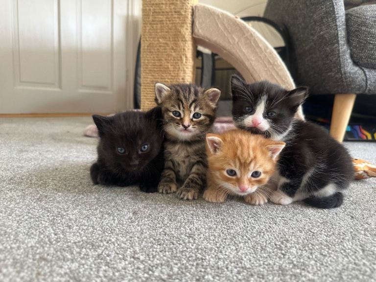Beautiful fluffy kittens looking for their forever home.