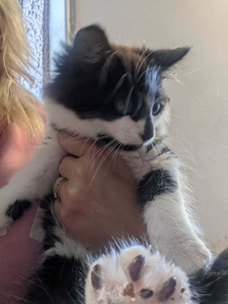 Long hair kitten ready for new home