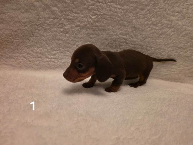 Miniature dachshund 