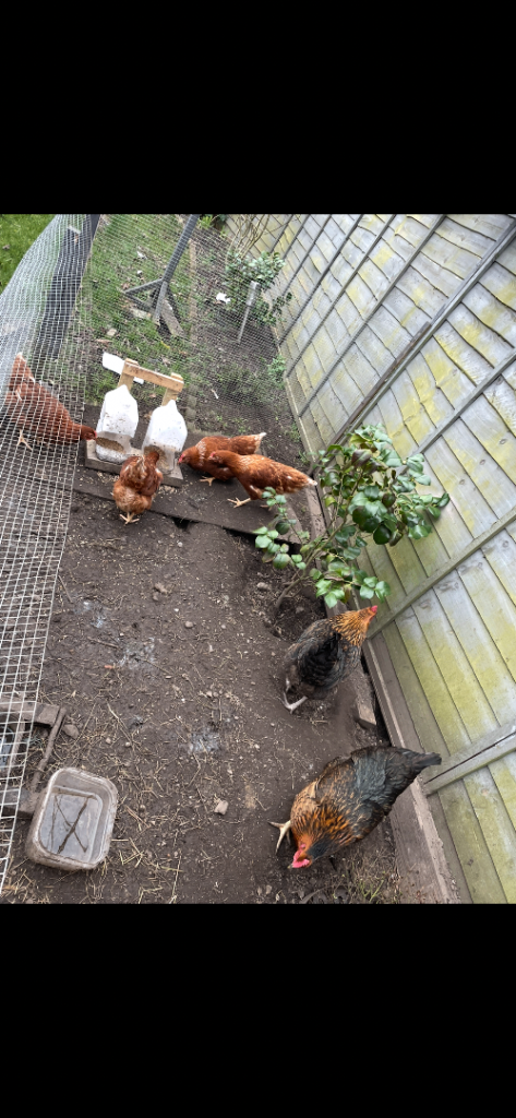 6 EGG LAYING HENS 