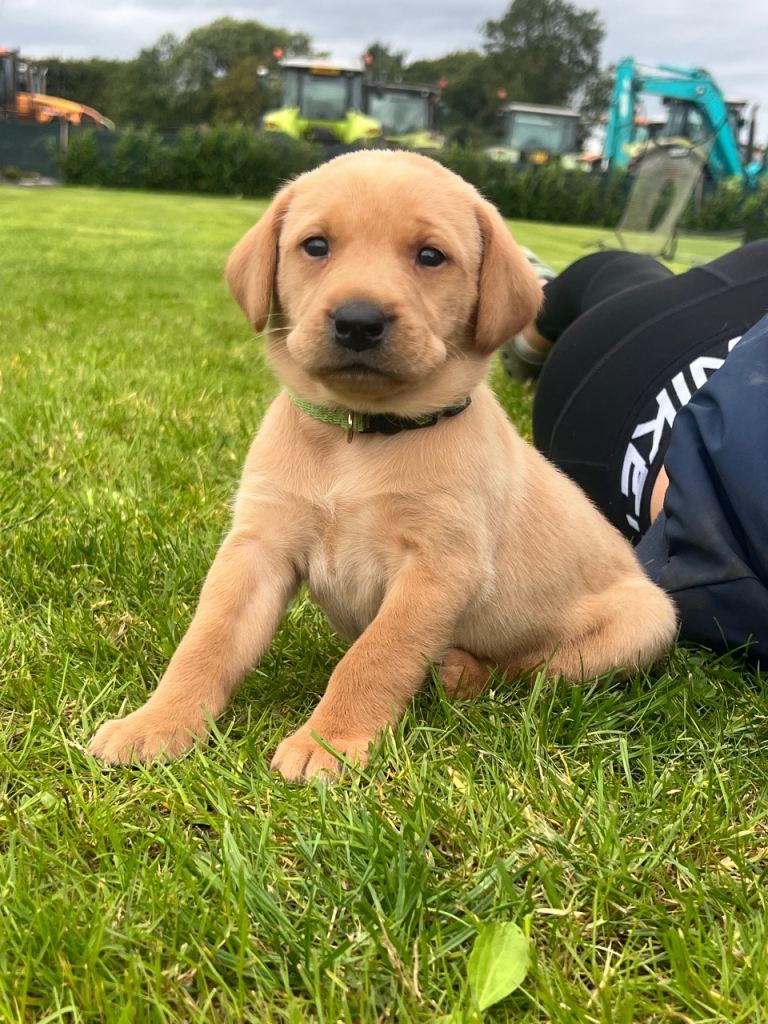 Labrador puppies