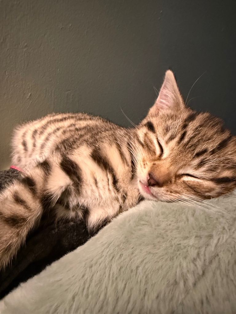 12 week old kitten to rehome 