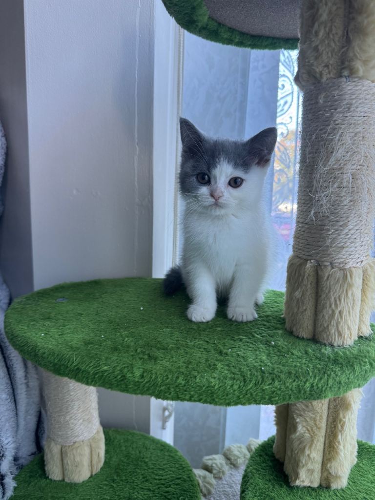 kittens 