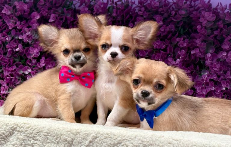 Stunning long coat chihuahua pups 