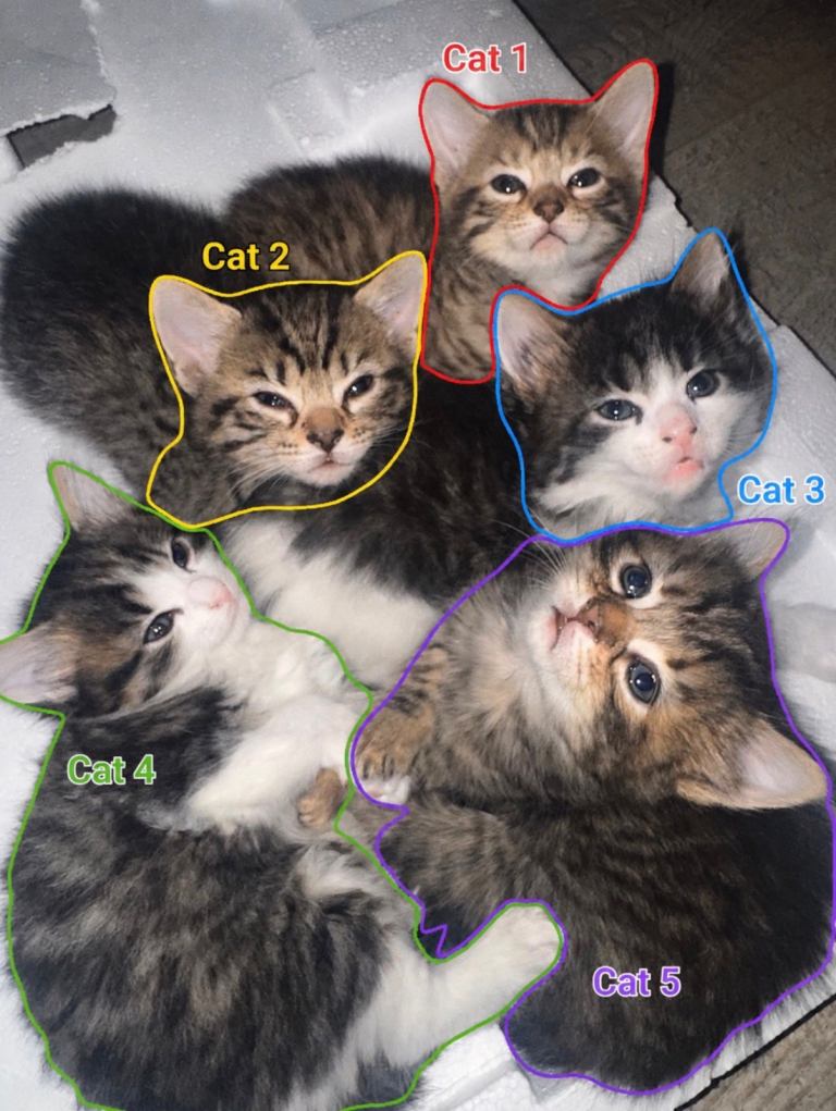 Adorable mixed breed Kittens available 