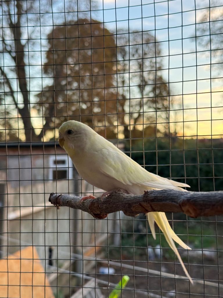 Budgies for sale in Croydon 
