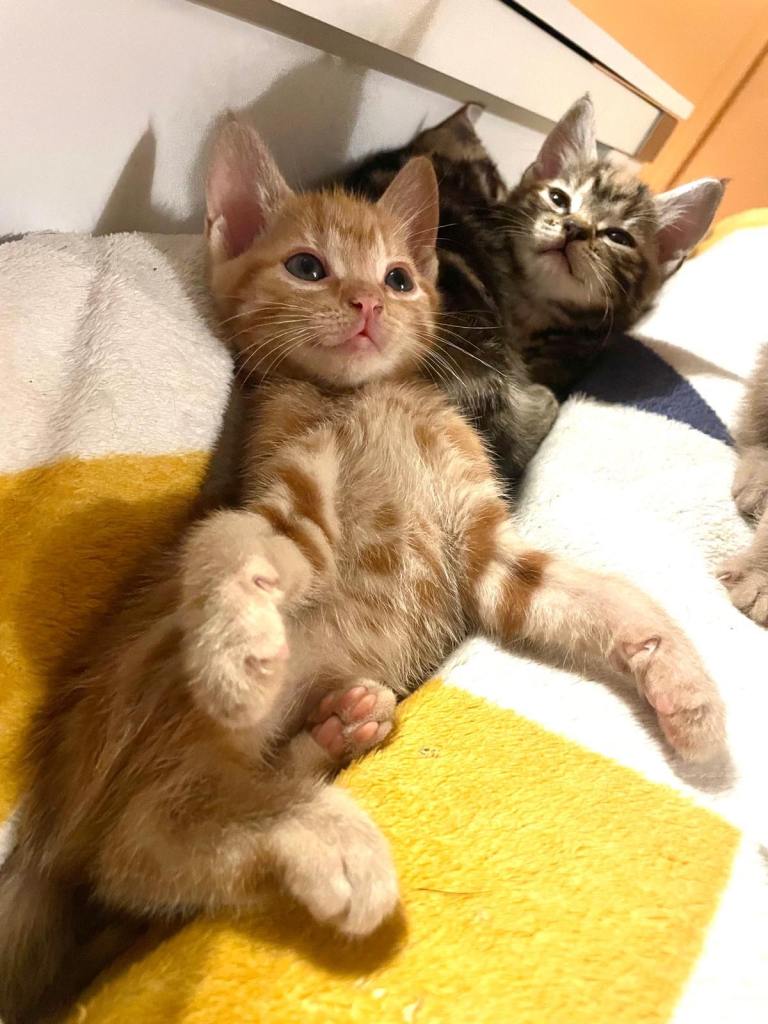 Bengal Cross Kittens 