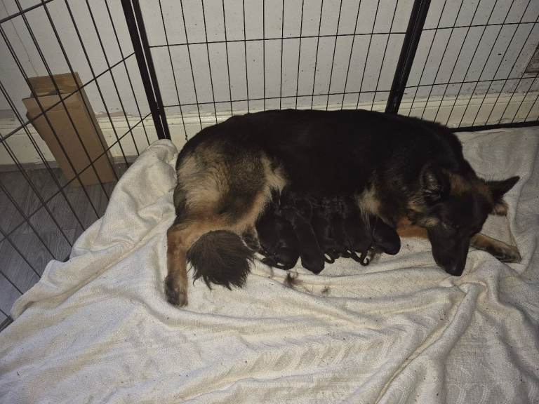 German shepherd puppies