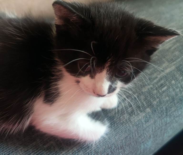 Black and white boy kitten 