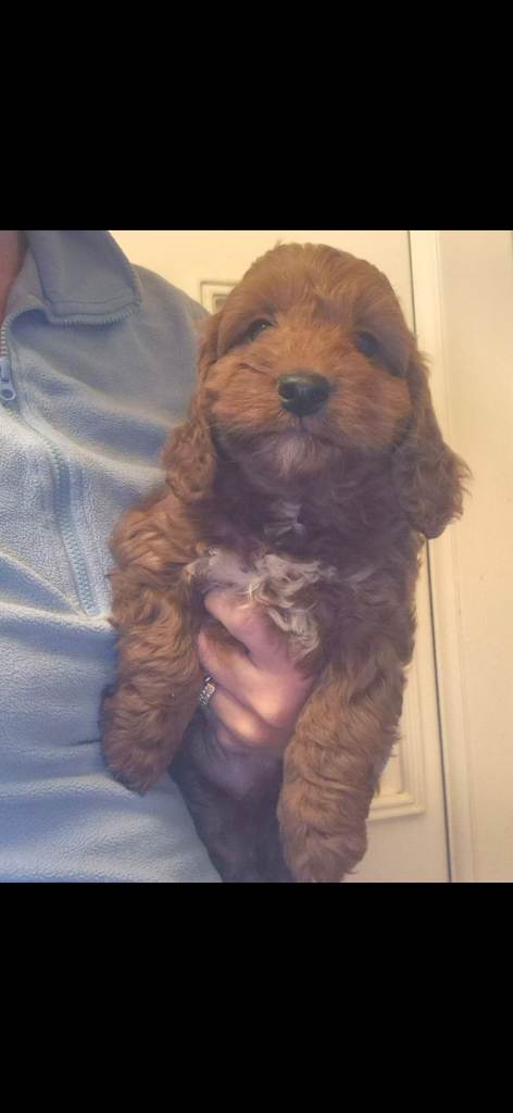 F1 Extensively health tested  show cockerpoo puppies