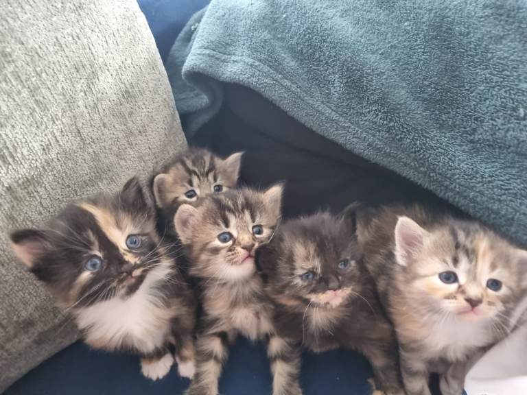 Kittens for sale 