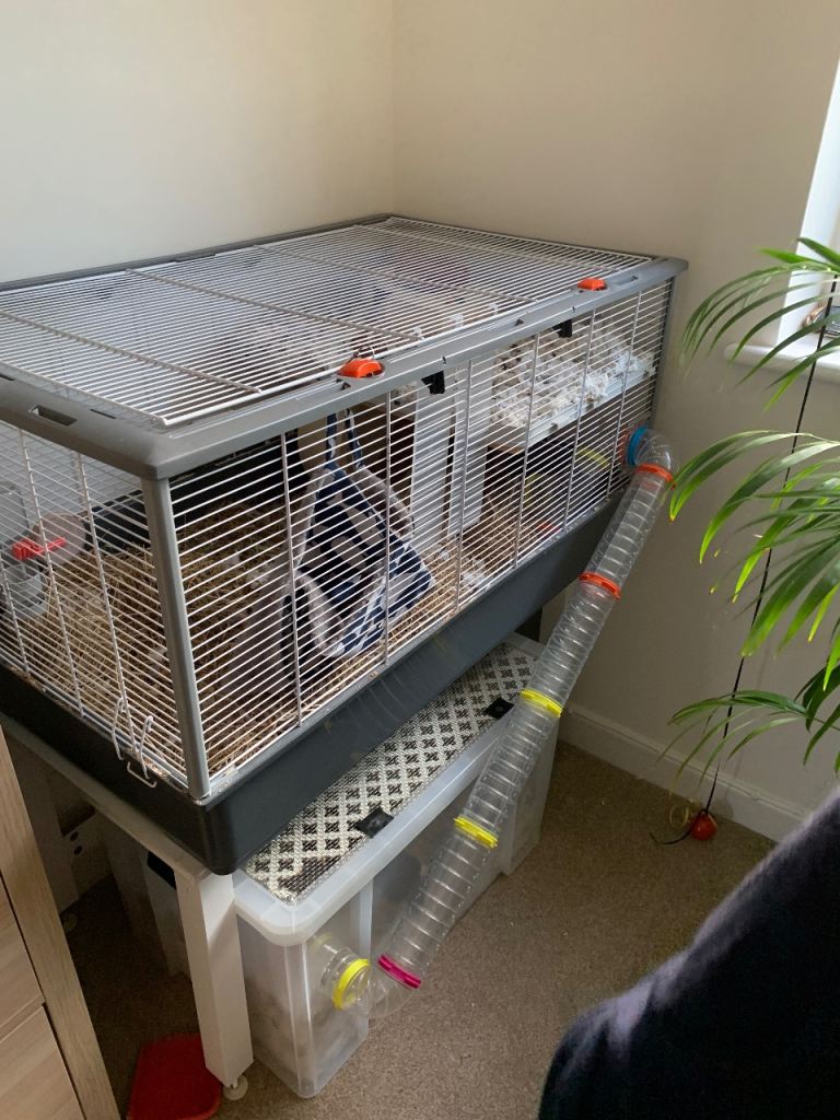 Syrian Hamster cage with accessories 