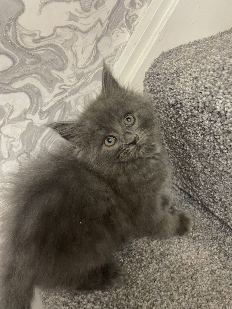 Pedigree Maine Coon X Pedigree Ragdoll Kittens 
