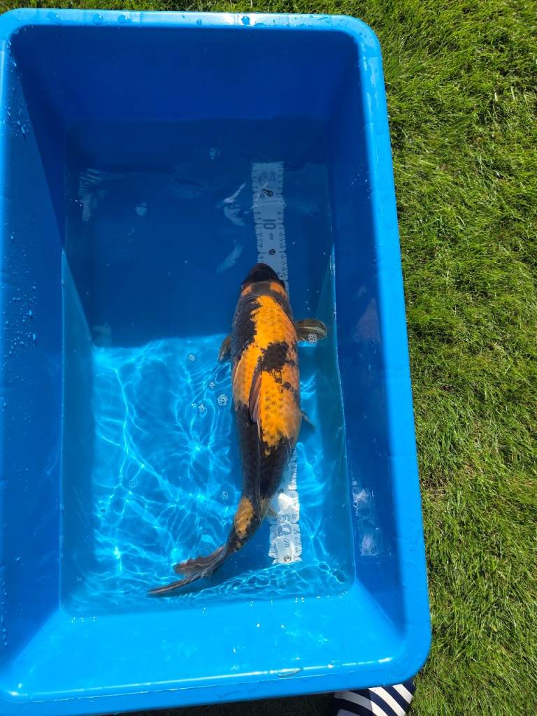 Japanese Koi 28cm - 53cm.