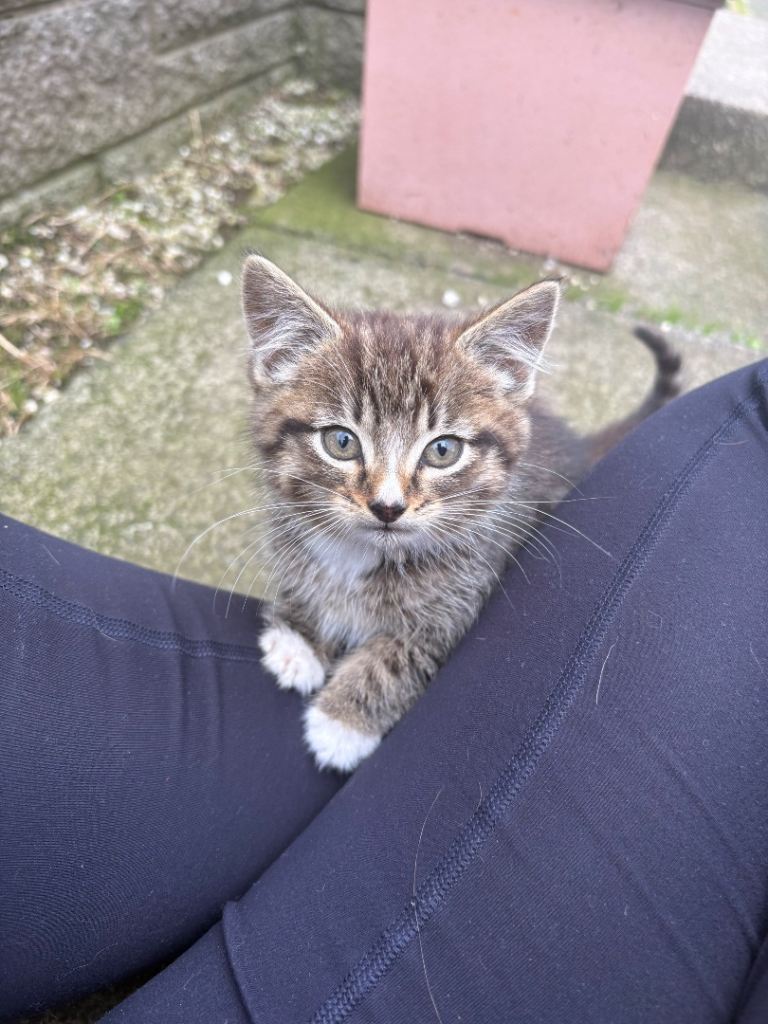 Grey Tabby Male Kitten 