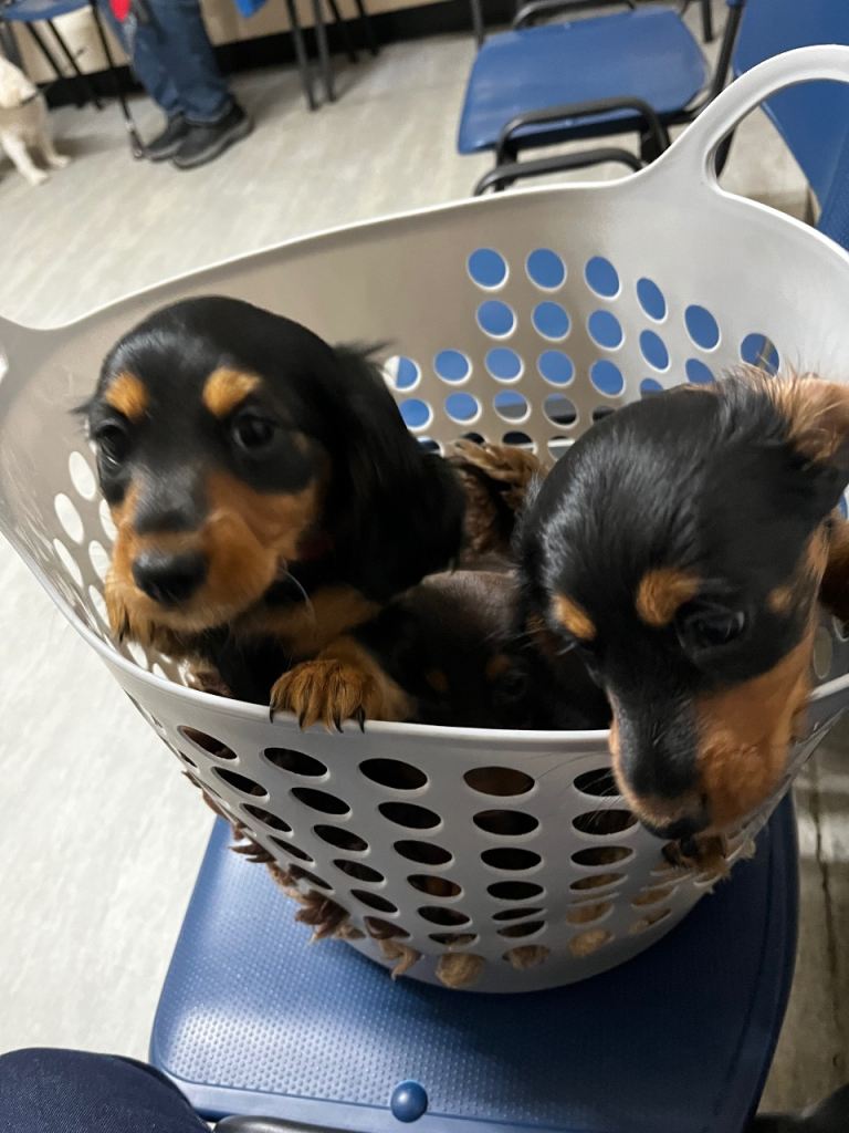 Mini dachshund girl long haired 