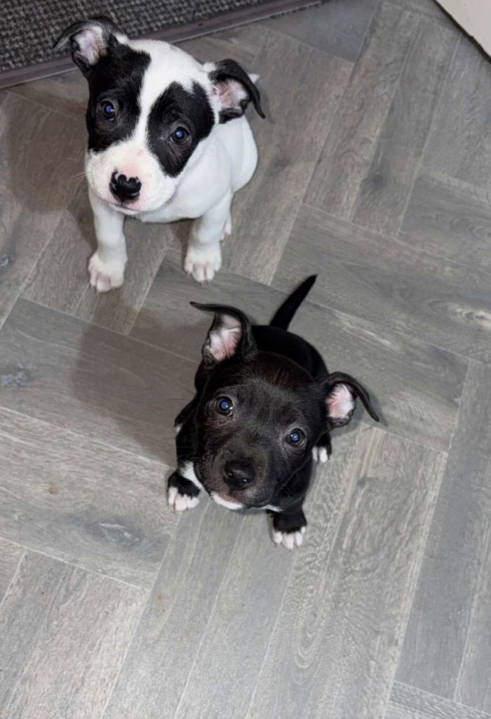 4 gorgeous pups for sale 