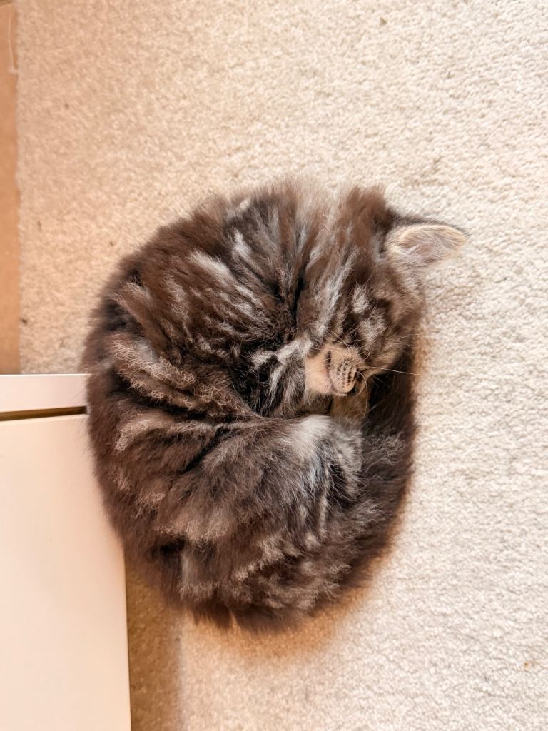 nice and lovely kitty’s 