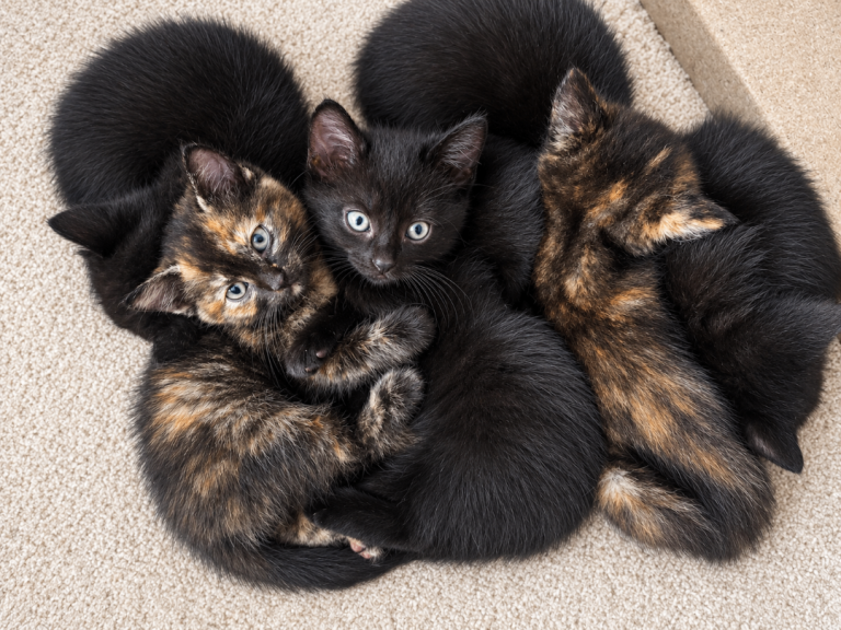 Kittens 