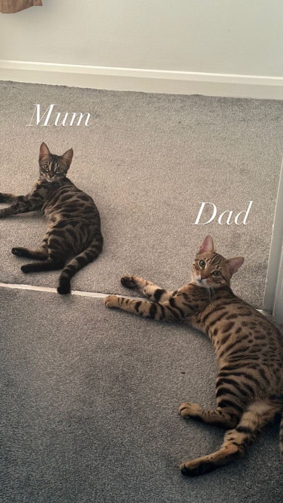 Bengal kittens