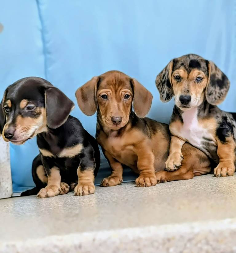 MINIATURE DACHSHUND QUALITY PUPPIES 