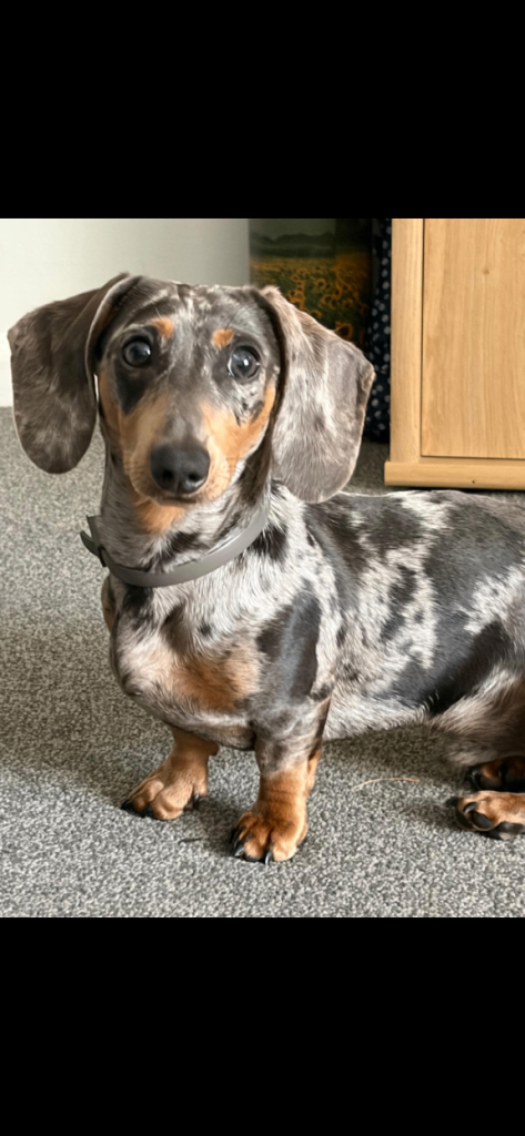 Minature Dachshund 