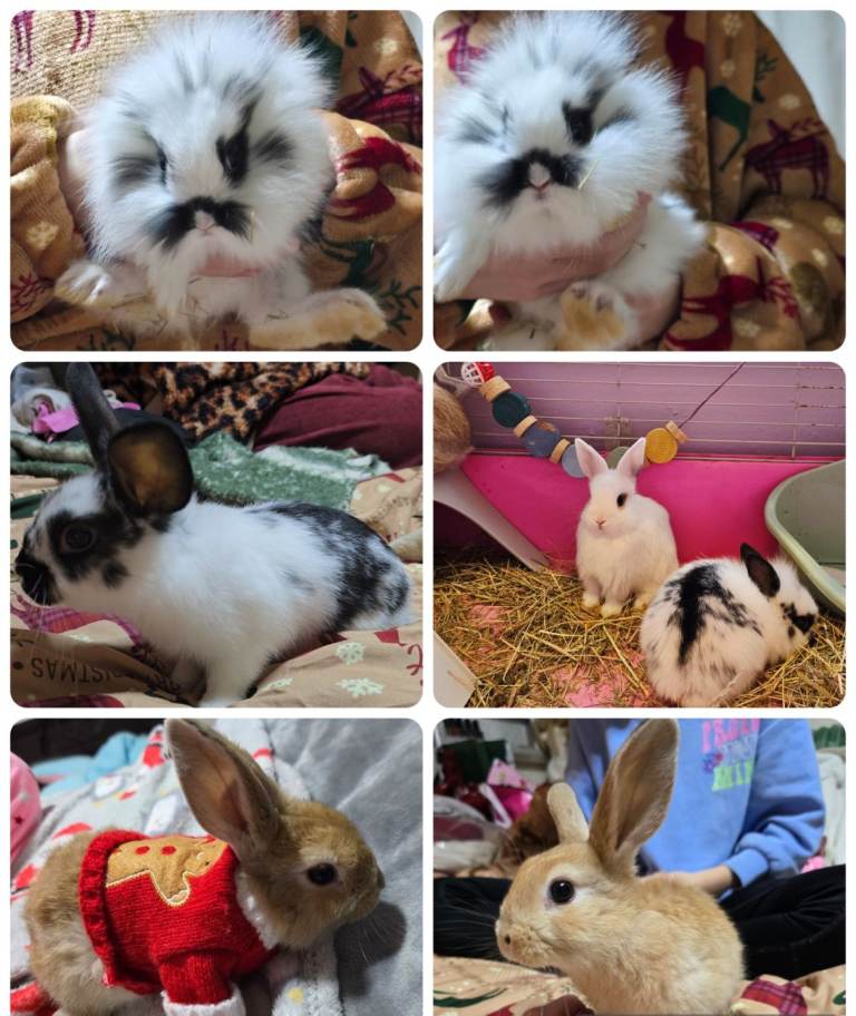 French lop  and lionheads 