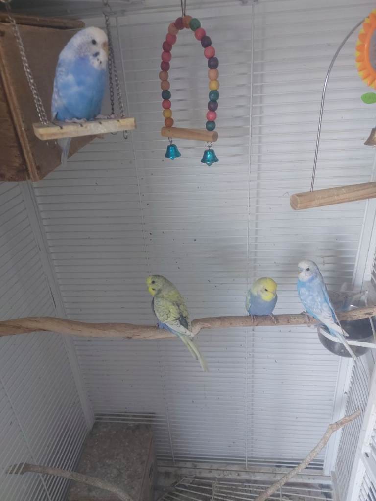 Beautiful budgies **  local DELIVERY available****