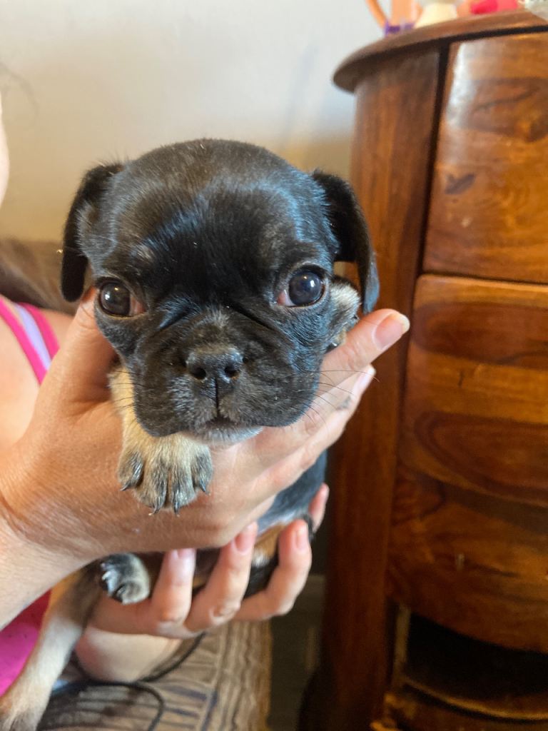 Frug puppy 