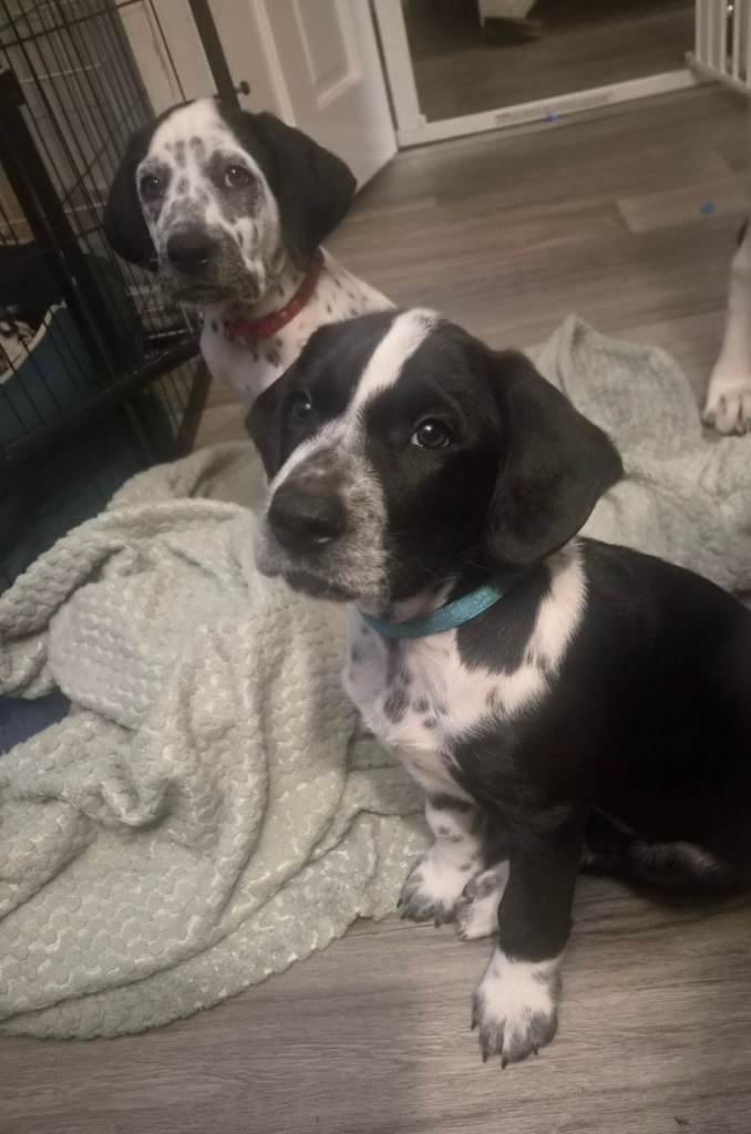 2 boys avaliable Beautiful Dalmatian x Sprollie