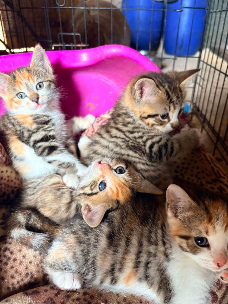 Farmyard Kittens