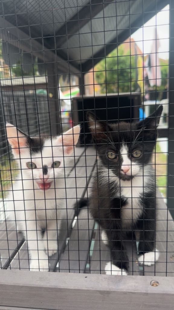 2 boys for sale 