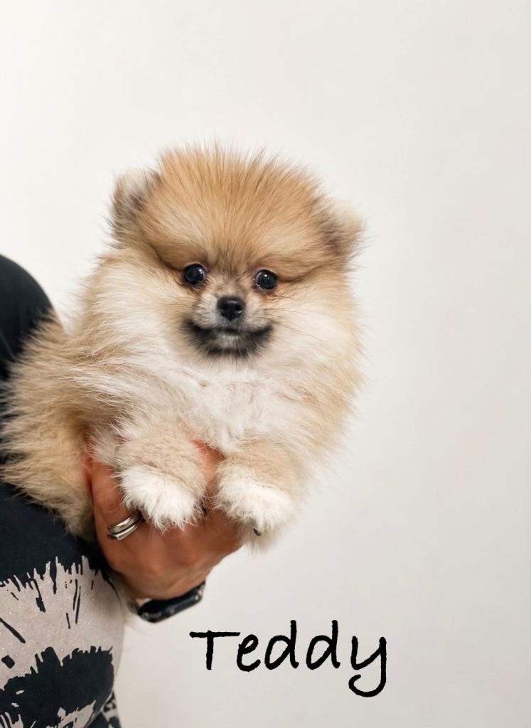 Stunning🏆 🐶Quality Pomeranians
