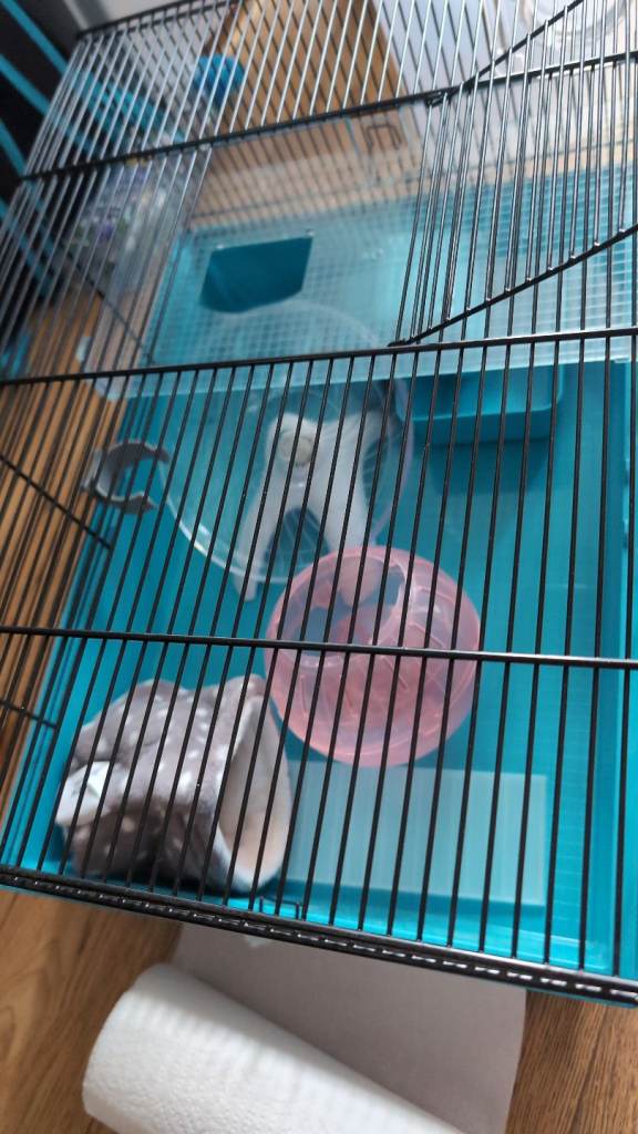 Hamster Cage & Accessories 