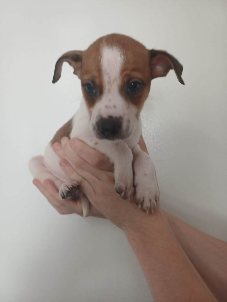 Mixed breed puppies 