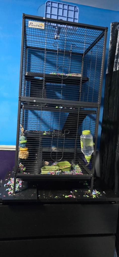 2 male rats (edited)