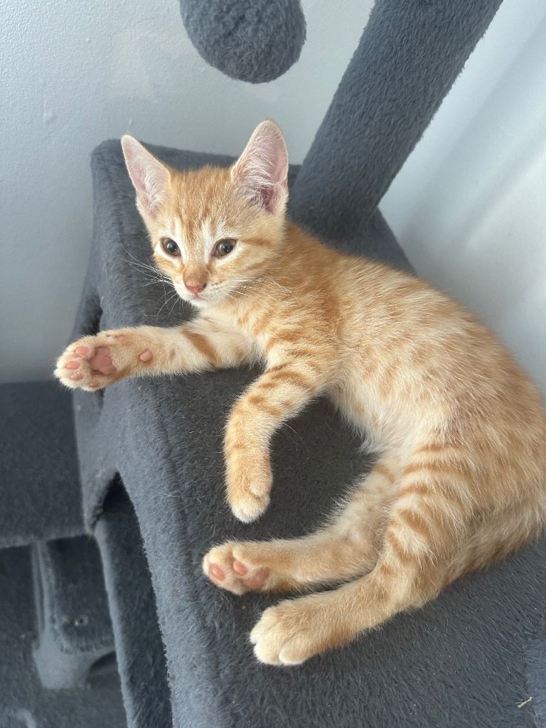 Kittens 