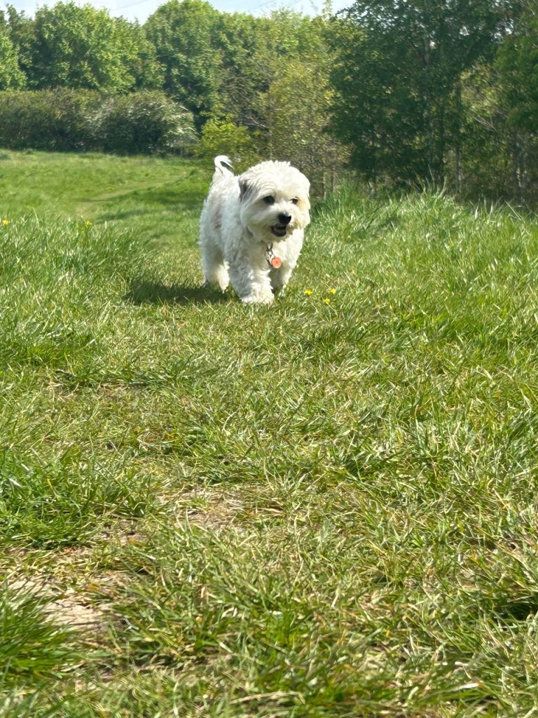 Urgent rehome needed. Please read description 