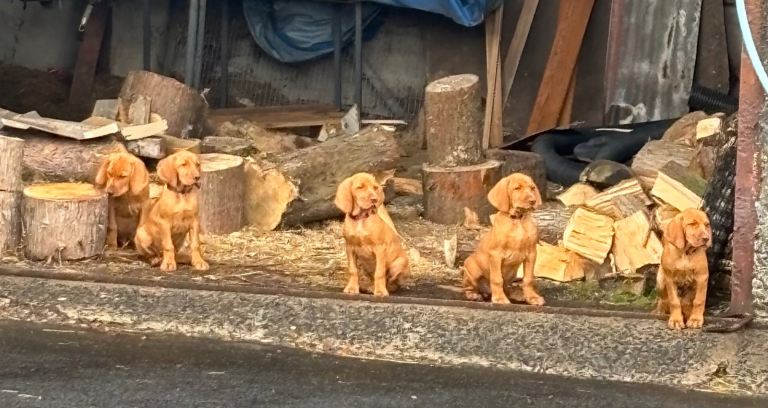 Pedigree Hungarian Vizsla Pups