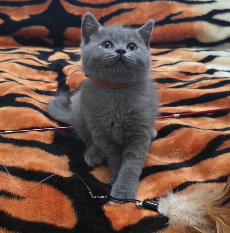 Adorable British short hair blue kittens. 