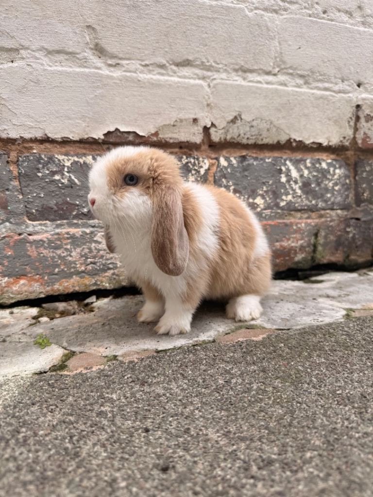 Mini lop rabbit