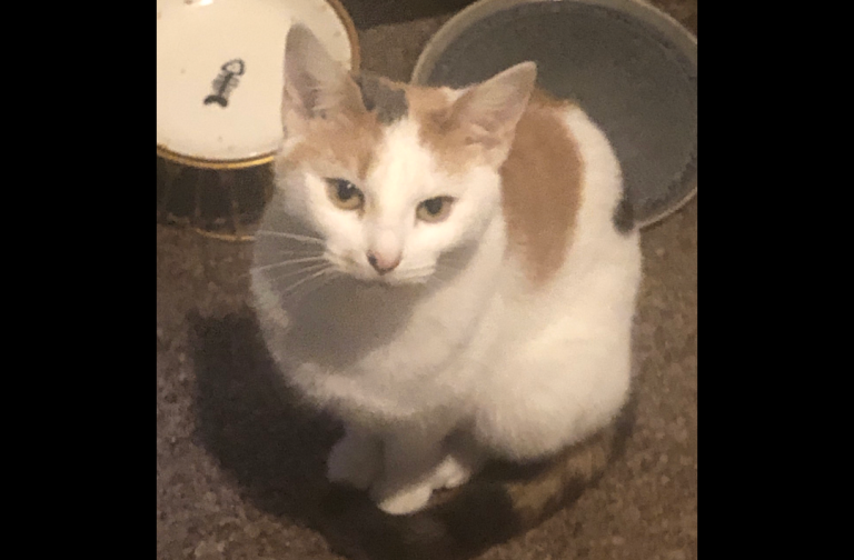 Cute kitties lovely affectionate personality love to cuddle and sleep next to u.