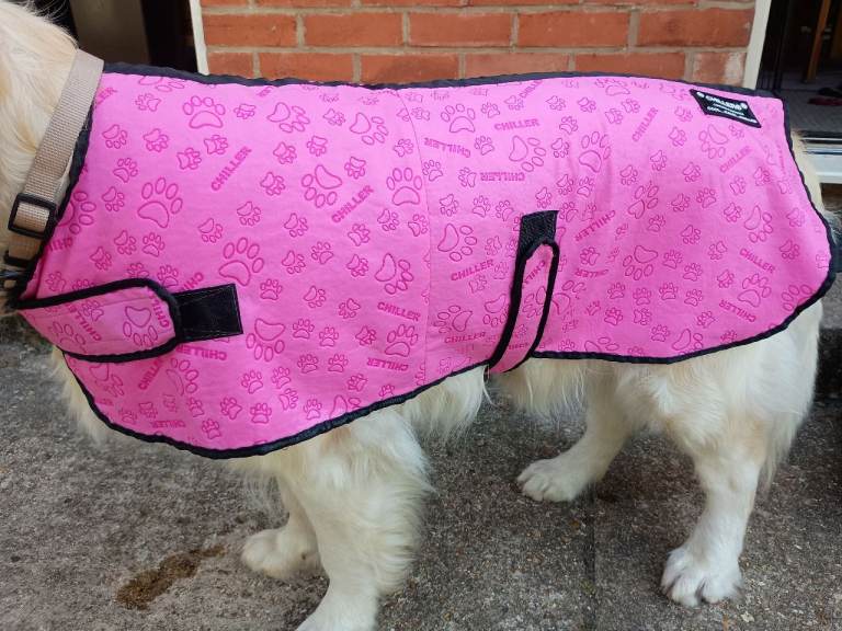 Chiller Pink Dog Cooling Coat Size Large